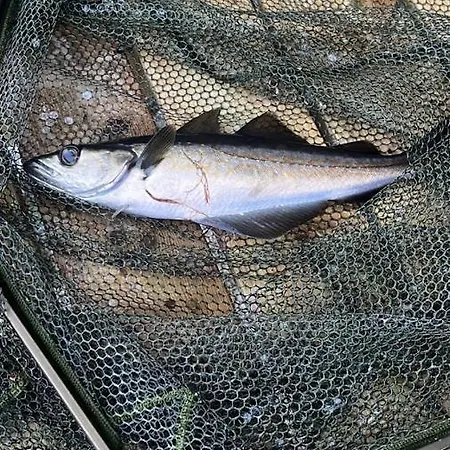 Sunrise Terrace דירה